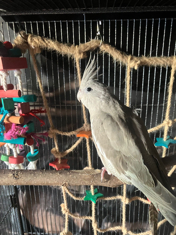 8 month old female cinnamon pied cockatiel