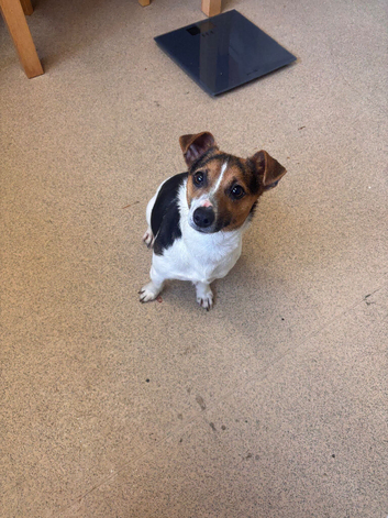 jack russel Girl