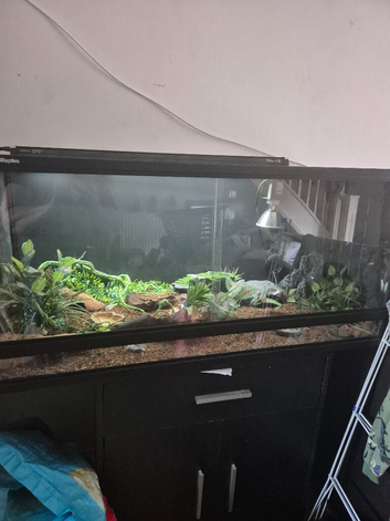 Rehome lepoard geko
