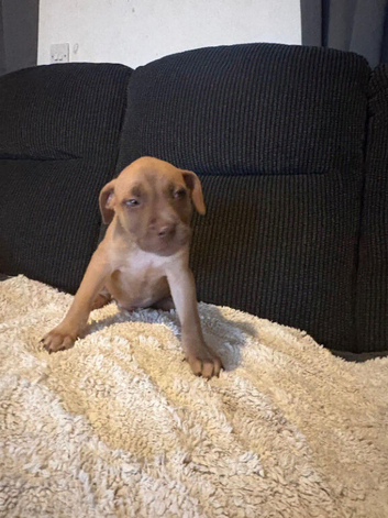 Beautiful belgian malinois mix puppies