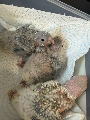 Hand-Reared Conures