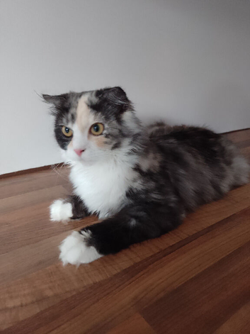 Persian x Scottish fold 6 months female