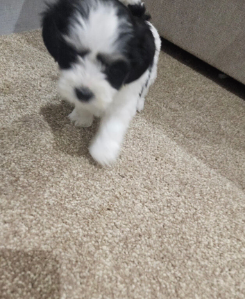 RARE PARTI YORKSHIRE TERRIER GILR
