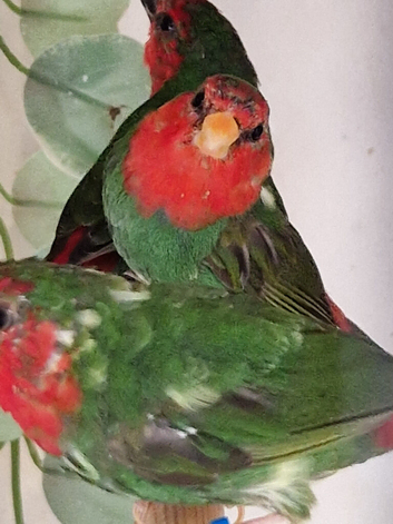 I have 4 spare cock redfaced parrot finch for sale.