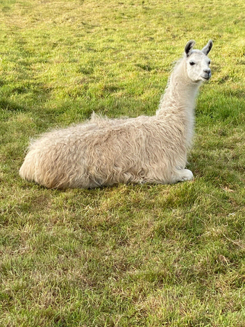 2 female llamas