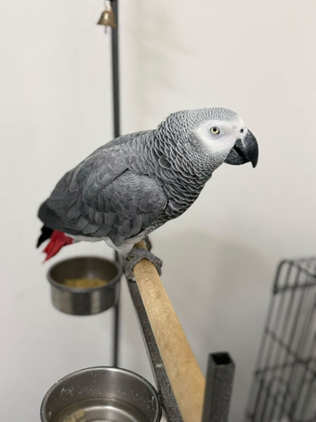 African Grey Forsale