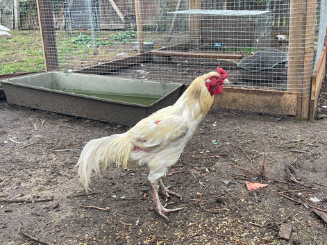 Aseel hatching chicken eggs