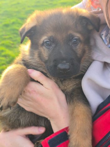 GSD working line male pups