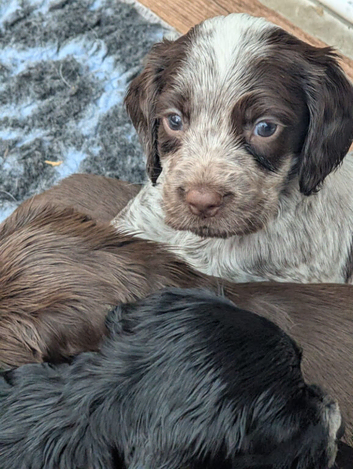 Sprocker pups for sale