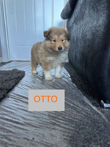 Male KC Sable and white Rough Collie Pups