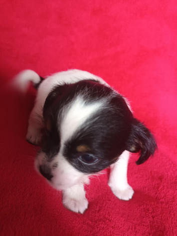 1 x Boy Black and White Jack Tzu Puppy Left.