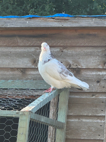 Birmingham cock