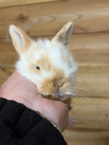 Mini lop crosses