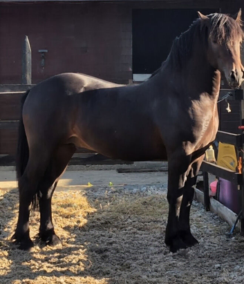 Welsh D 3Yr Old Colt