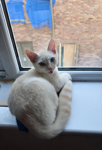 Cat for sale