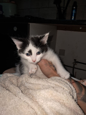 2 kittens for sale