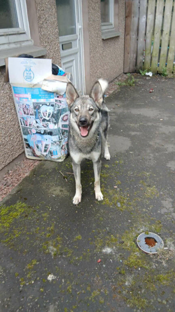 Northern Inuit cross American akita female