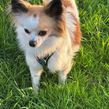 Chihuahua stud