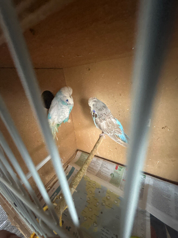 Breeding pair of exhibitions budgies