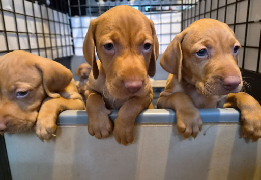 Beautiful Hungarian Vizsla Puppies