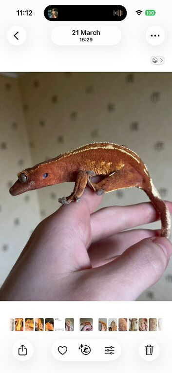Red hypo with dal spots