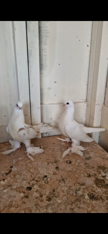 Kurdish pigeons