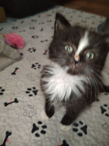 Ragdoll/ragdoll mix domestic