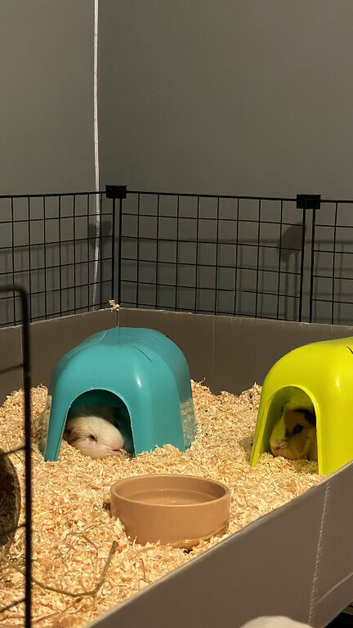 2 male guinea pigs for sale