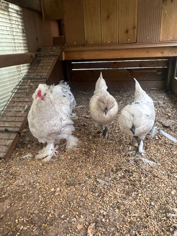 Silkie cross bantam