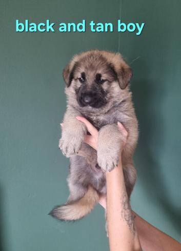 2 beautiful male german shepherd puppies