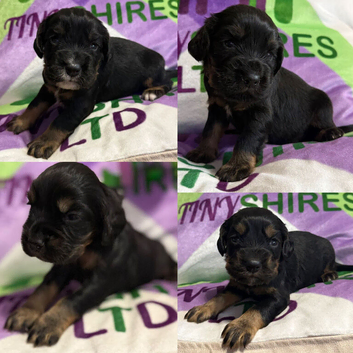 Kc Black and Tan boys only 17 dna health tested clear