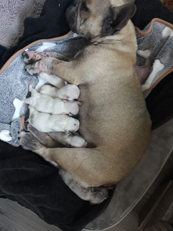Pups for sale