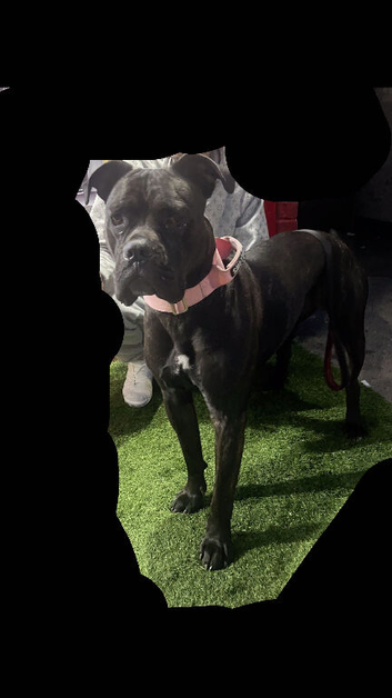 Cane Corso Looking for a Forever Home