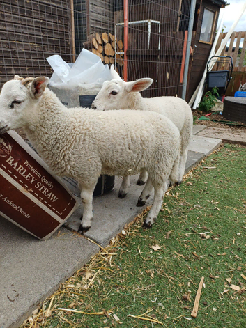 Beautiful  pet sheep