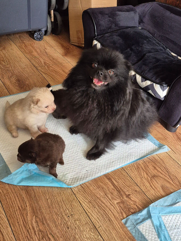Pomeranian Puppies For Sale