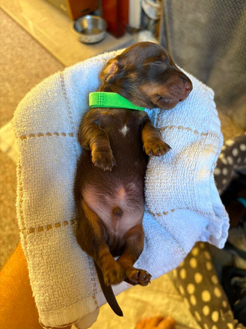 Chocolate and tan miniature dachshunds