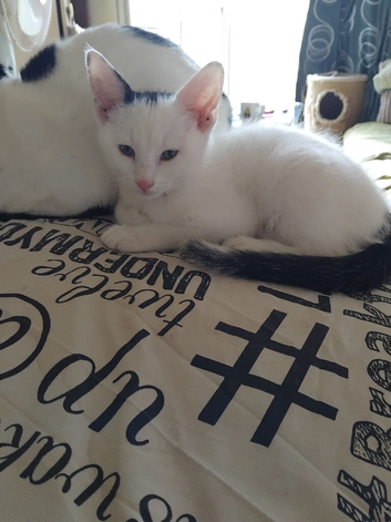 Beautiful male kitten for sale