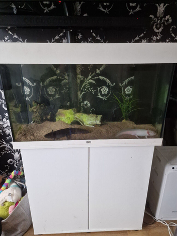 Axolotos with tank