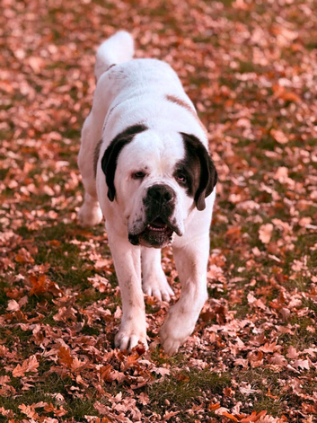 St Bernard