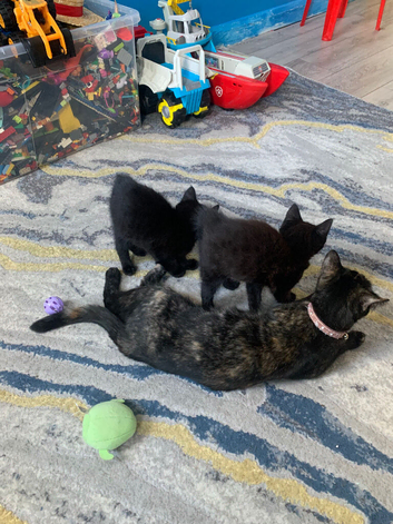 Kittens for sale !!!