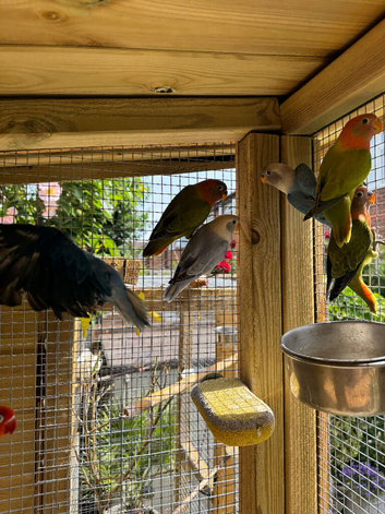 Beautiful young love birds ready to go