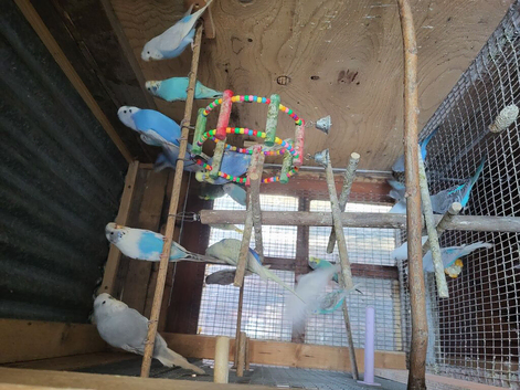 Breeding Pair-Young budgie looking for new home