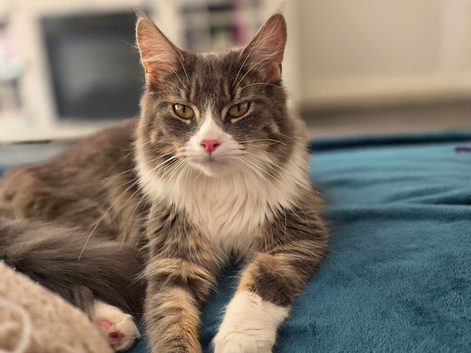 1 year old mainecoon female