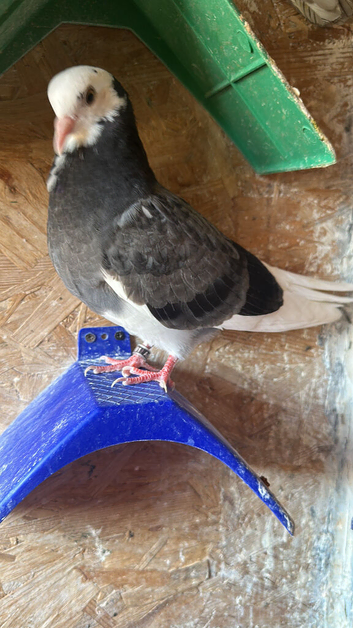 Pigeons for sale