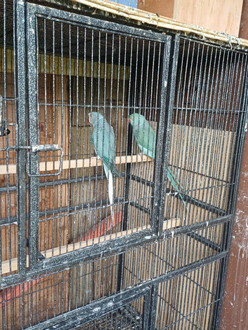 Indain ringneck bluish/gray