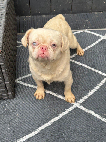 Pug cross girl