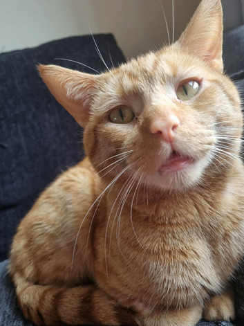 3 year old ginger male