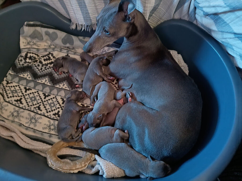 (Solid) Blue Whippet KC Registered Puppies