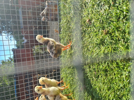 Jap shamo x Turkish hint chick's