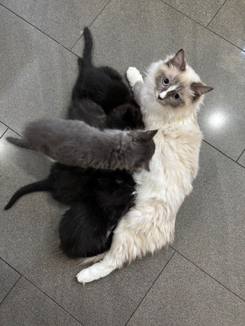 Ragdoll x kittens